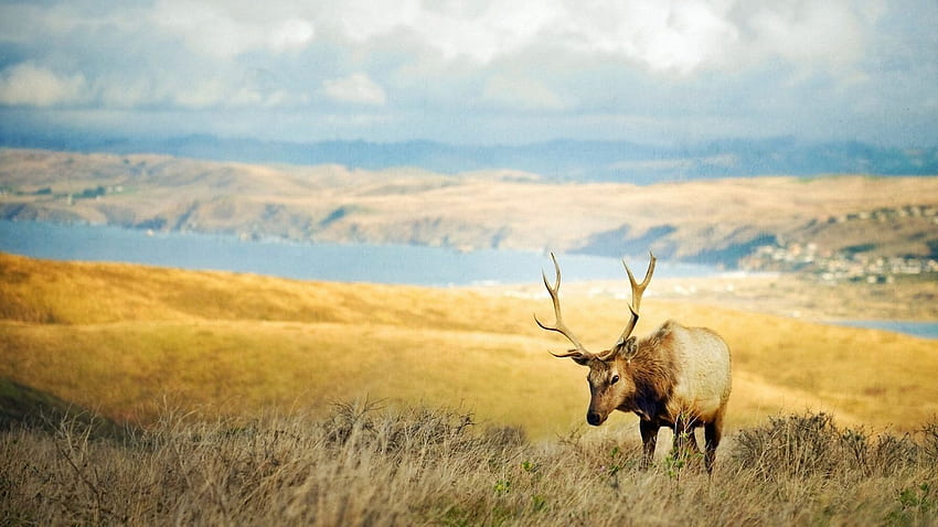 Ecosystem, Grazing, Sky, Elk, Wildlife HD wallpaper