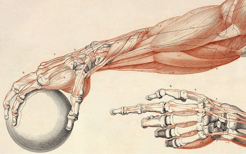 Ilustración de anatomía de brazos humanos fondo de pantalla