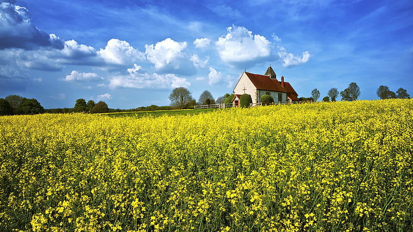 Yellow Rapeseed Flowers Field Church Green Trees Under White Clouds Blue Sky During Daytime Nature HD wallpaper