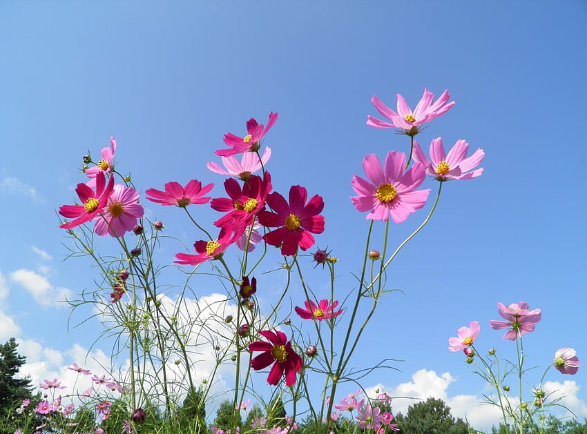 Flowers, Sky, Polyana, Glade, Sunny, Kosmeya, Cosmos HD wallpaper