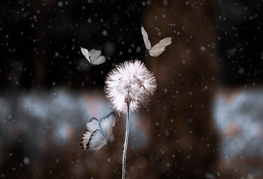 Bokeh, dandelion and butterfly, blur HD wallpaper