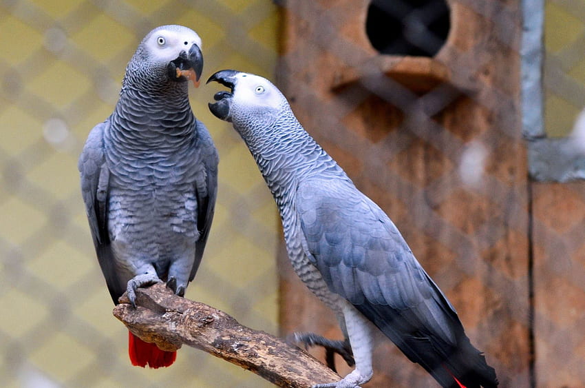 african gray parrots, African Love HD wallpaper