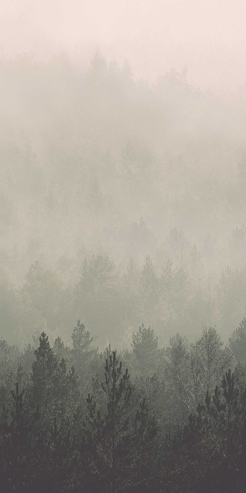 Pembe ve Yeşil Eski Orman - Feathr, İskandinav Ormanı HD telefon duvar kağıdı