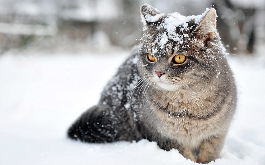 Animales, Nieve, Sentarse, Gato, Miedo fondo de pantalla