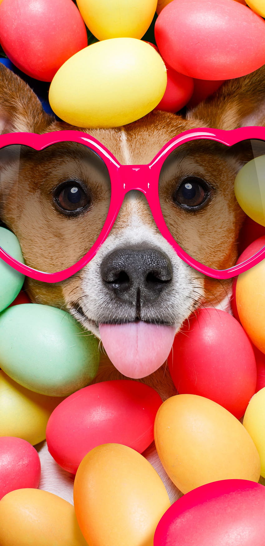 Humor Dog (), Easter Dog HD phone wallpaper