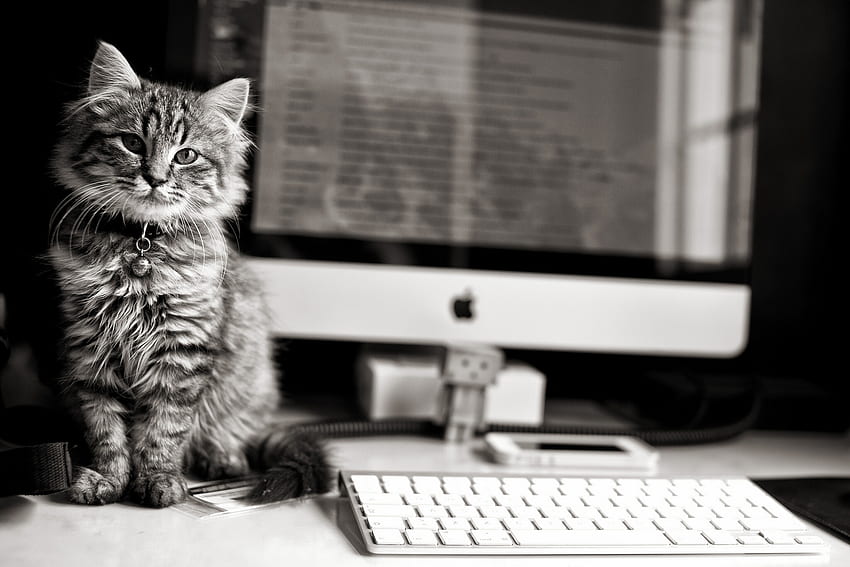 Животни, Apple, Cat, Kitty, Kitten, Bw, Chb, Computer, Keyboard, Mac HD тапет