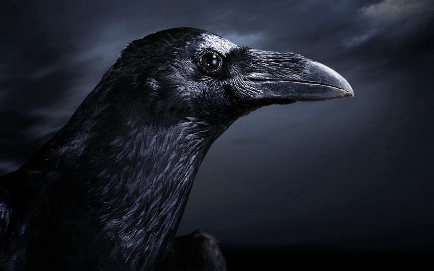 raven, bird, beak, black, profile 16:10 background HD wallpaper