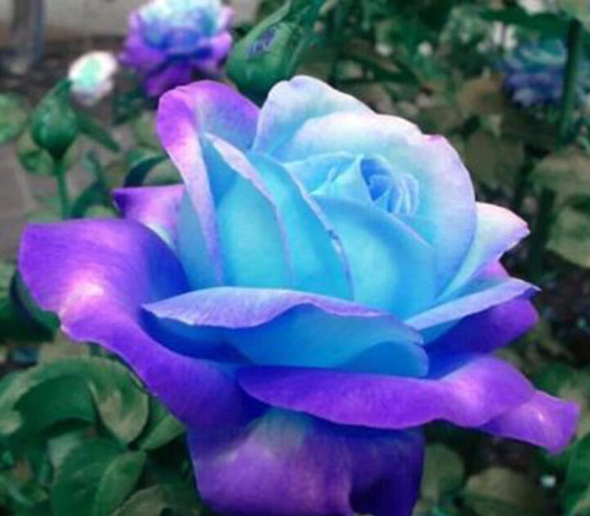 Seltene lila blaue Rose, Blumen, Natur, selten, Rose HD-Hintergrundbild