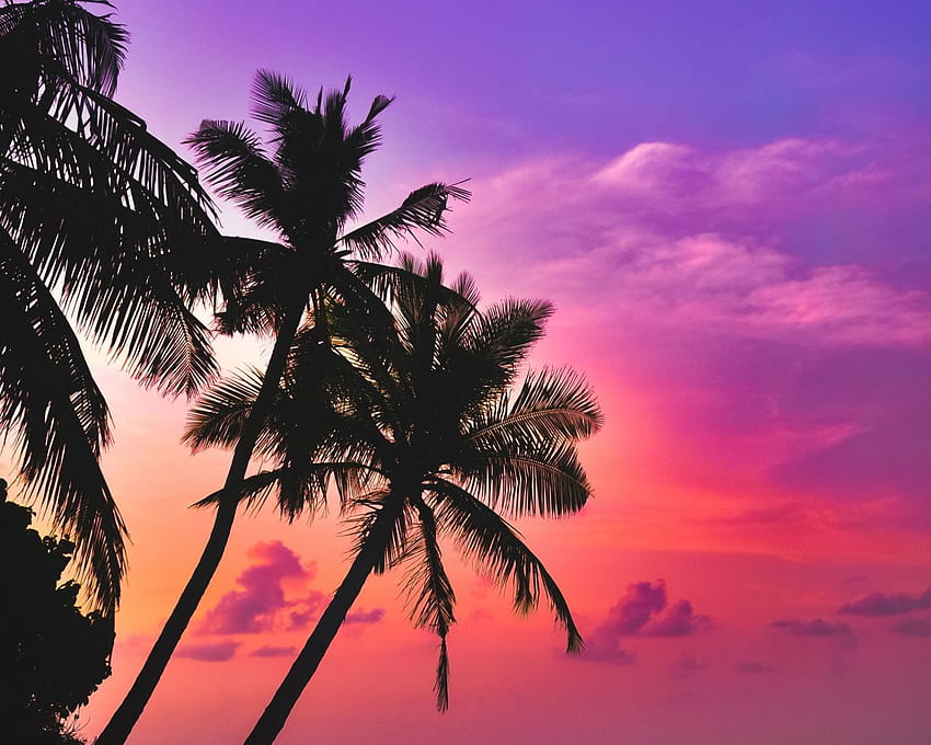 Tropeninsel, Strand, rosa Himmel, Sonnenuntergang, Palmen, Standard 5:4, Voll, , Hintergrund, 21802 HD-Hintergrundbild
