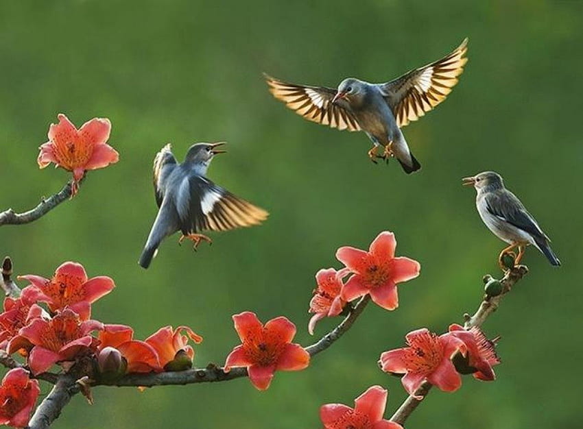 Moment of happiness, happy, flowers, birds, three HD wallpaper