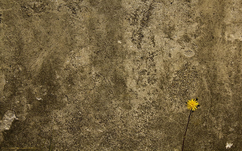 พื้นหลัง ดอกไม้ พื้นผิว พื้นผิว ผนัง คอนกรีต วอลล์เปเปอร์ HD