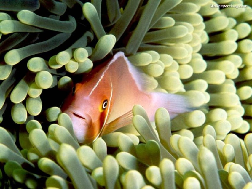 Swimming in the Reef, reef fish, plants, ocean HD wallpaper