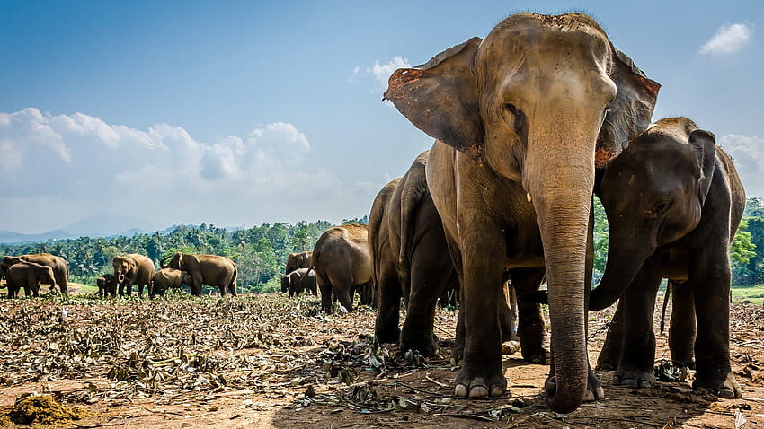 Cultura da Vida Selvagem Costa Sul do Sri Lanka Nacional, Elefante do Sri Lanka papel de parede HD