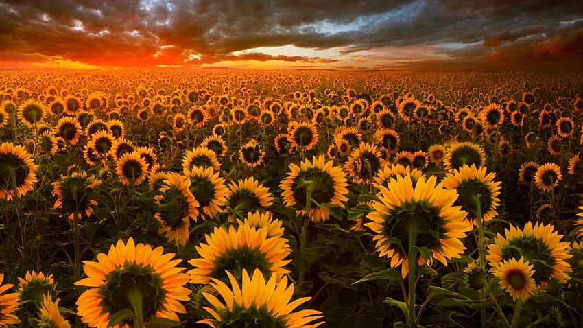 Sunflower Field Resolution , , Background, and HD wallpaper