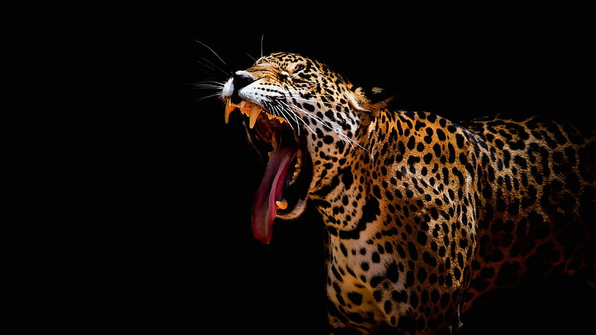 Leopard roar, mouth, teeth, black background HD wallpaper