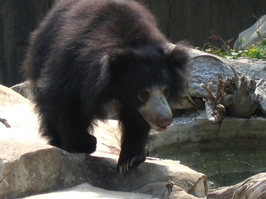beruang sloth, berdebu, kebun binatang, berbulu lebat, tidak terawat Wallpaper HD