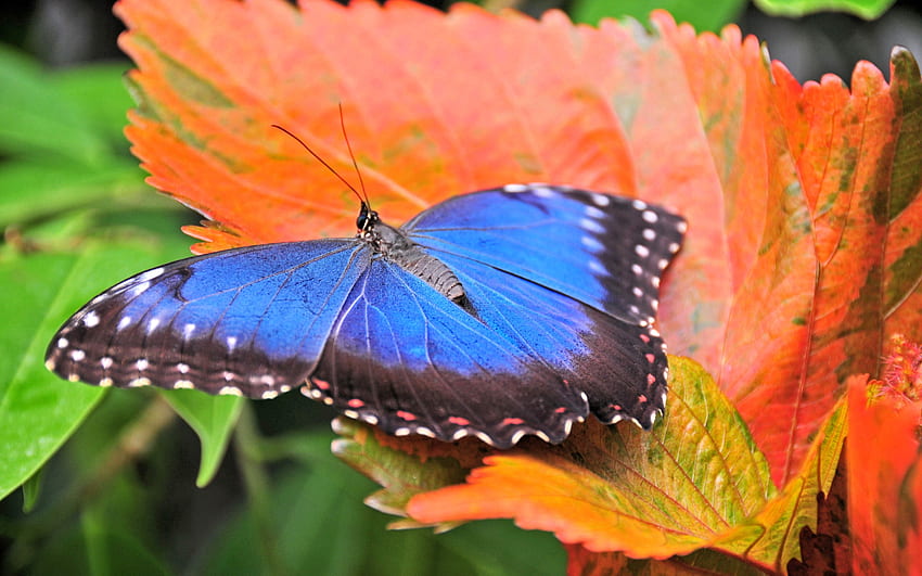 blue butterfly in autumn, blue, animal, wings, colorful, black, graphy, fall, orange, beauty, leaves, autumn, nature HD wallpaper