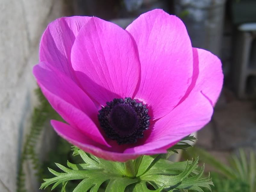 Anemon w pełnym rozkwicie, fioletowy, liście, płatki, kwiat Tapeta HD