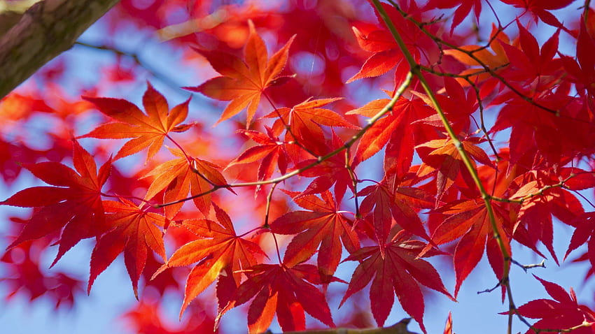 Red Leaves Tree High Quality HD wallpaper | Pxfuel