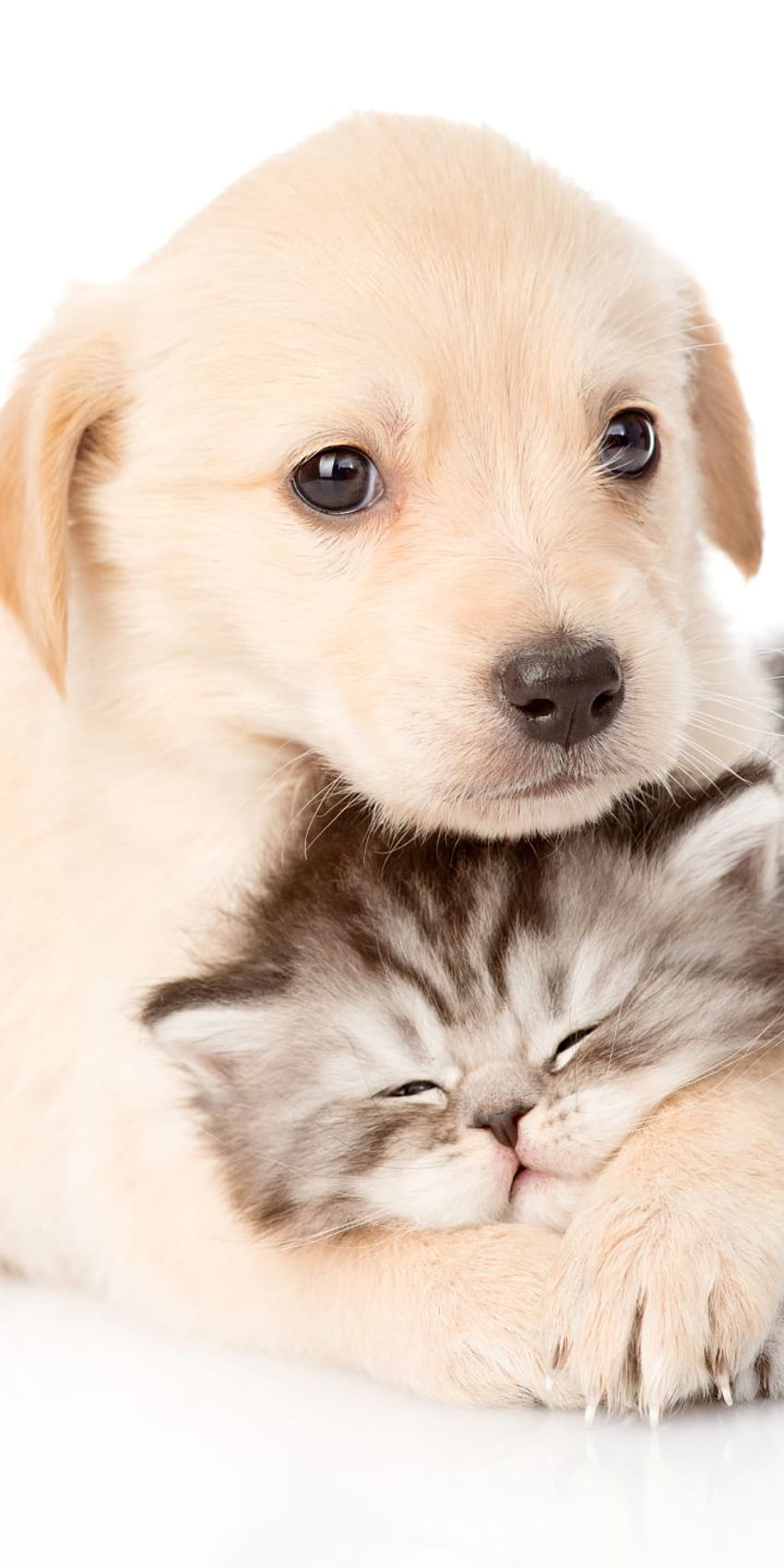 Zwierzęcy kot i pies (), Małe koty i psy Tapeta na telefon HD