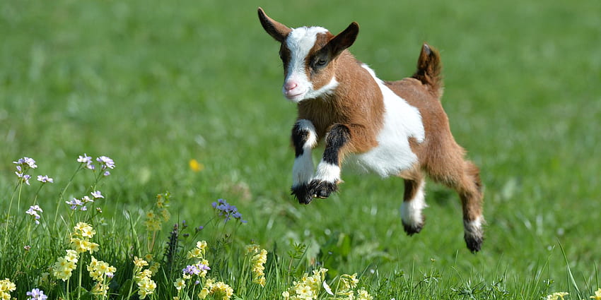 Cute Goats HD wallpaper