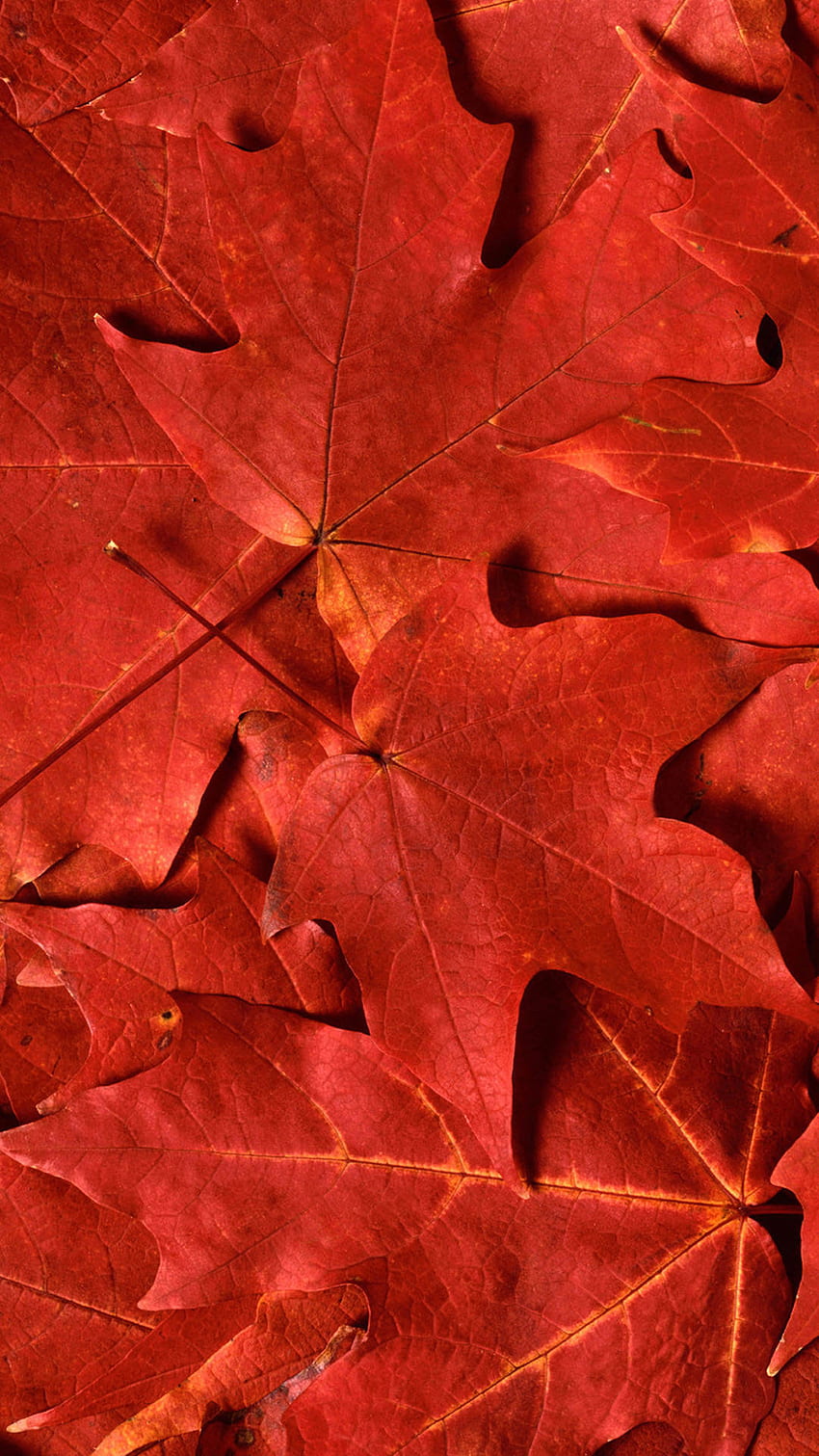 red maple leaf iPhone 6 plus HD phone wallpaper