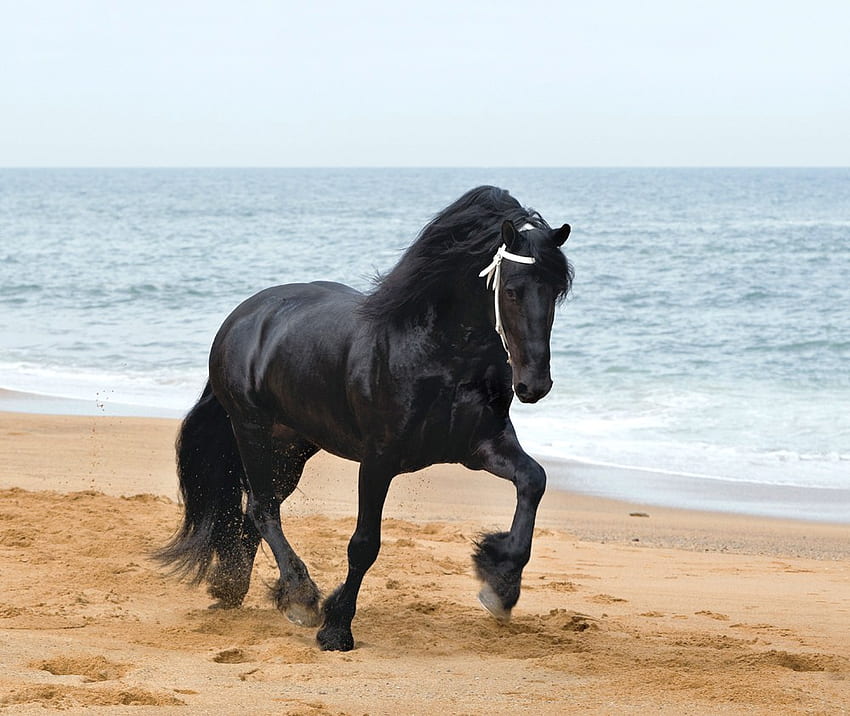 Un giorno libero, mare, cavalli, neri, frisoni, olandesi, cavalli da tiro, olanda, spiaggia Sfondo HD