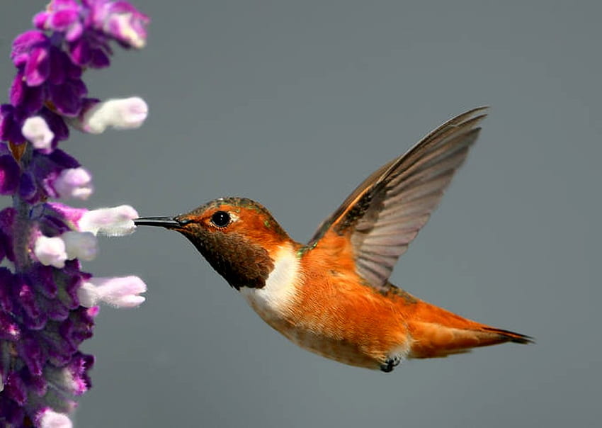 Humming Bird, humming, beautiful, bird HD wallpaper