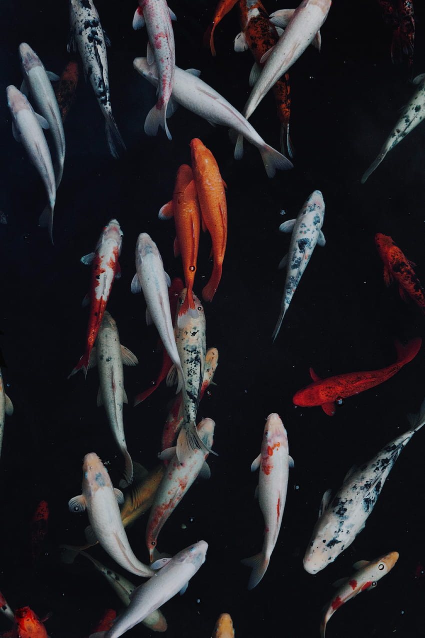 animales, peces, natación, multicolor, abigarrado, mundo submarino fondo de pantalla del teléfono