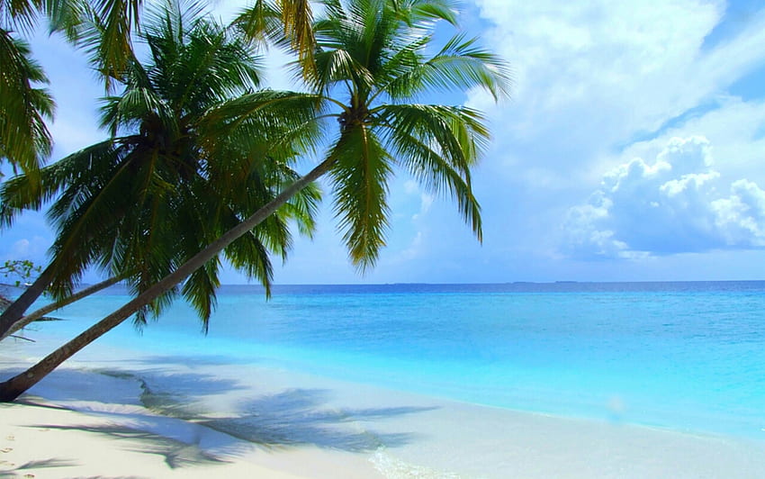 Plaj, palmiye ağacı, Yaz, Gün batımı, Cennet, Deniz, Fantastik HD duvar kağıdı