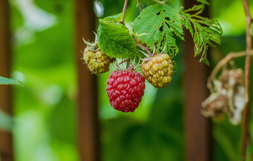 Raspberry, Bush, Macro, Berry HD wallpaper