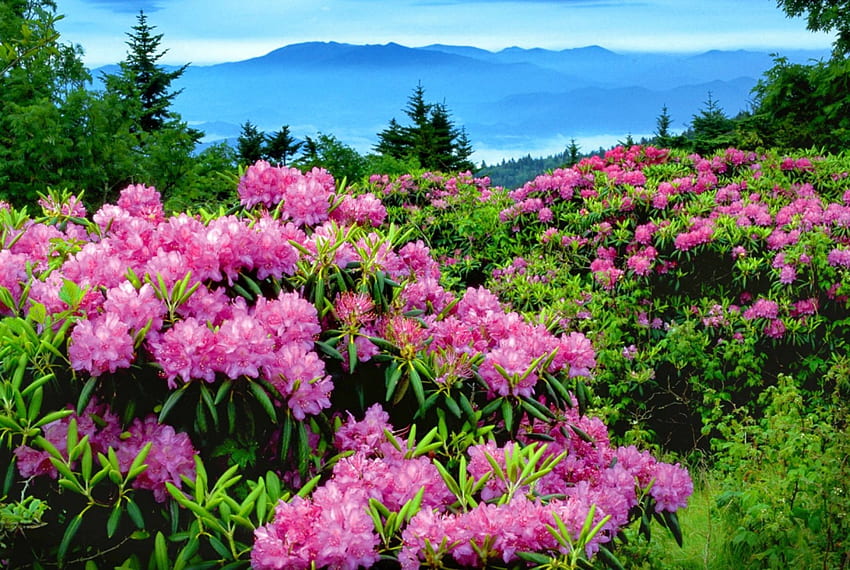 Rododendros de montanha, rododendros, colinas, arbustos, linda, agradável, montanha, flores silvestres, bonita, vale, frescura, árvores, natureza, flores, céu, paisagem montanhosa, adorável papel de parede HD