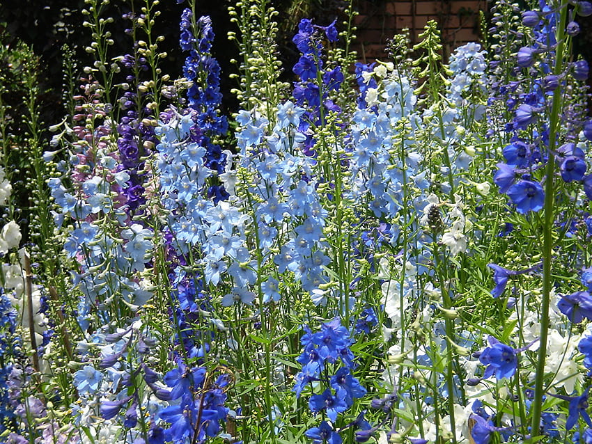 Flowers Delphinium HD wallpaper | Pxfuel