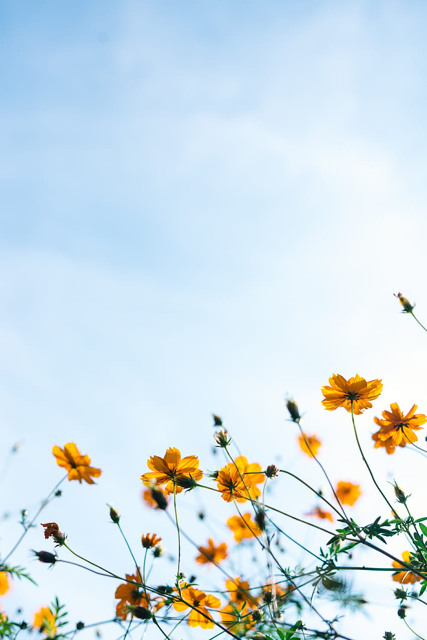 Wiosna: [HQ], Pastelowe wiosenne kwiaty Tapeta na telefon HD