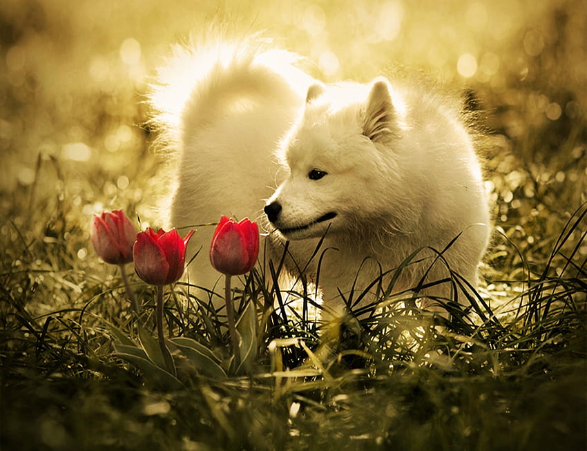 Tetap Tenang dan Cintai Alam, anjing, cantik,, tulip, berbau Wallpaper HD