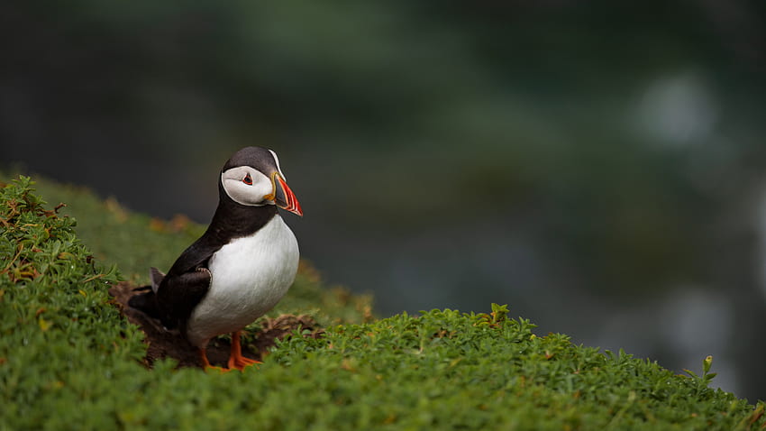 Black White Puffin Bird Is Standing On Small Green Plants In Blur Background Birds HD wallpaper
