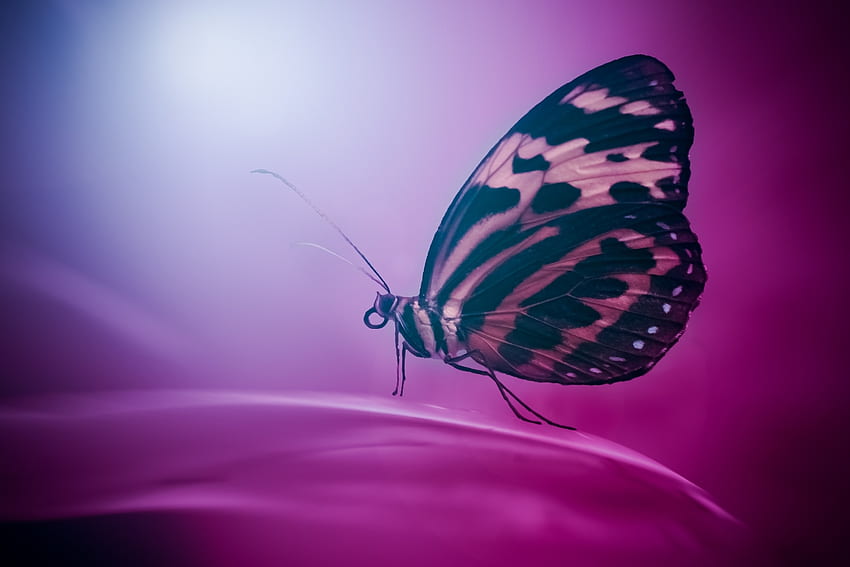Macro, Surface, Butterfly, Wings, Petal HD wallpaper