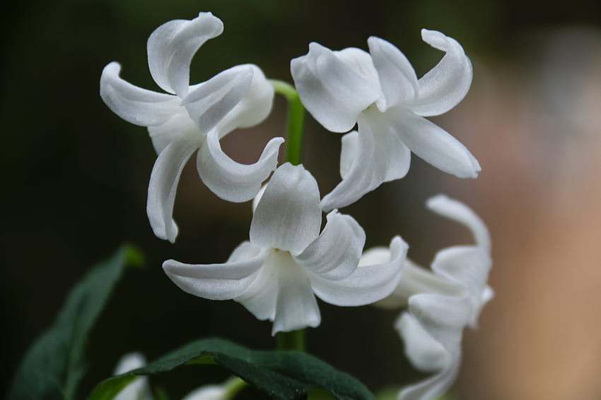 Jacinthe, fleurs blanches, gros plan, fleur Fond d'écran HD