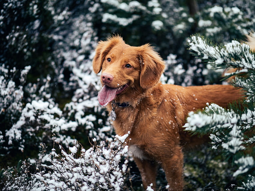 Tiere, Winter, Schnee, Hund, Schnauze, hervorstehende Zunge, herausgestreckte Zunge HD-Hintergrundbild
