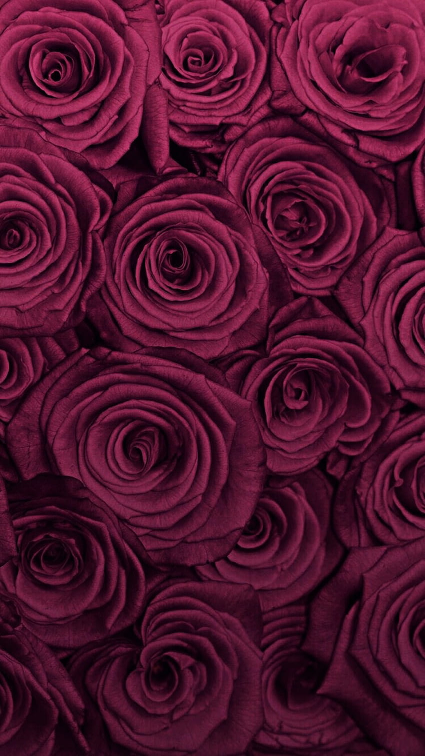 fundo, bordô, rosa e rosa -, Rosas Borgonha Papel de parede de celular HD