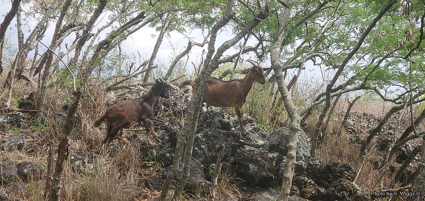 Wild Goats (Captain Cook Trail), Trail, Hawaii, Wild, Path, Island, Cook, Goats, Captain HD wallpaper