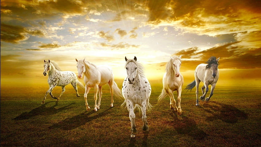 ม้า สัตว์ ทุ่ง เจ๋ง สวย หญ้า วอลล์เปเปอร์ HD