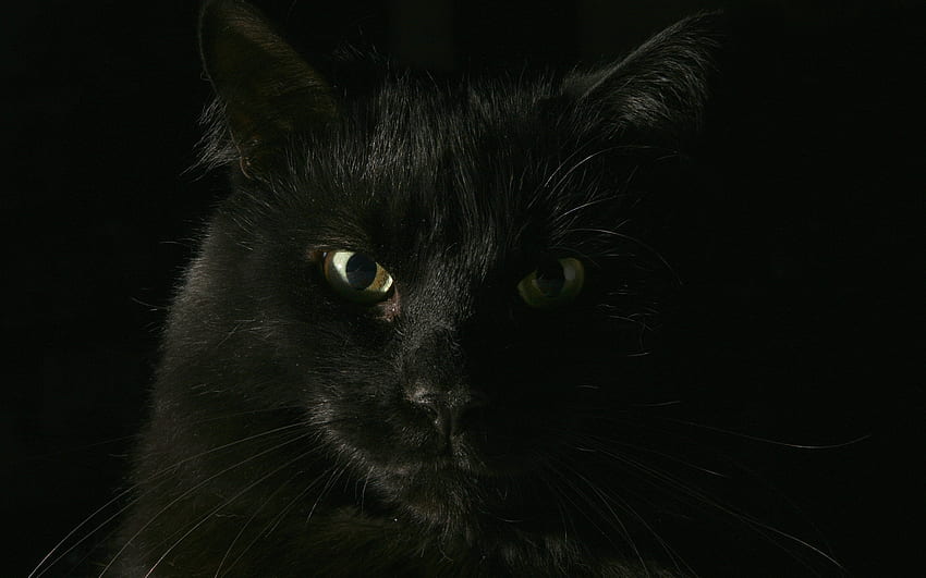 ปีศาจสุดหล่อ สัตว์ ใบหน้า แมว สีดำ วอลล์เปเปอร์ HD