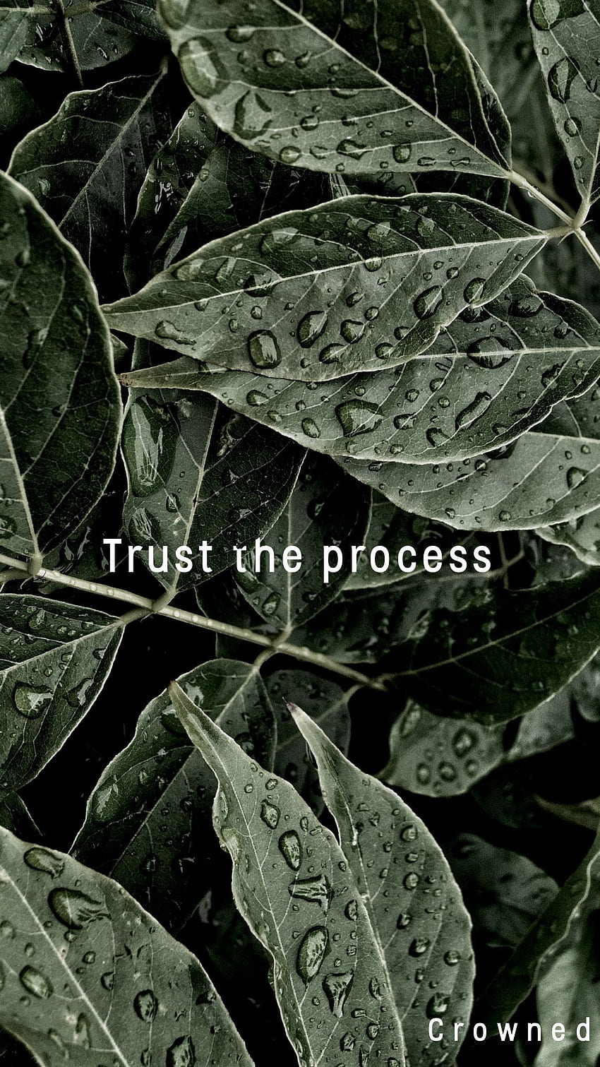 Trust The Process iphone , iPhone background, iPhone HD電話の壁紙