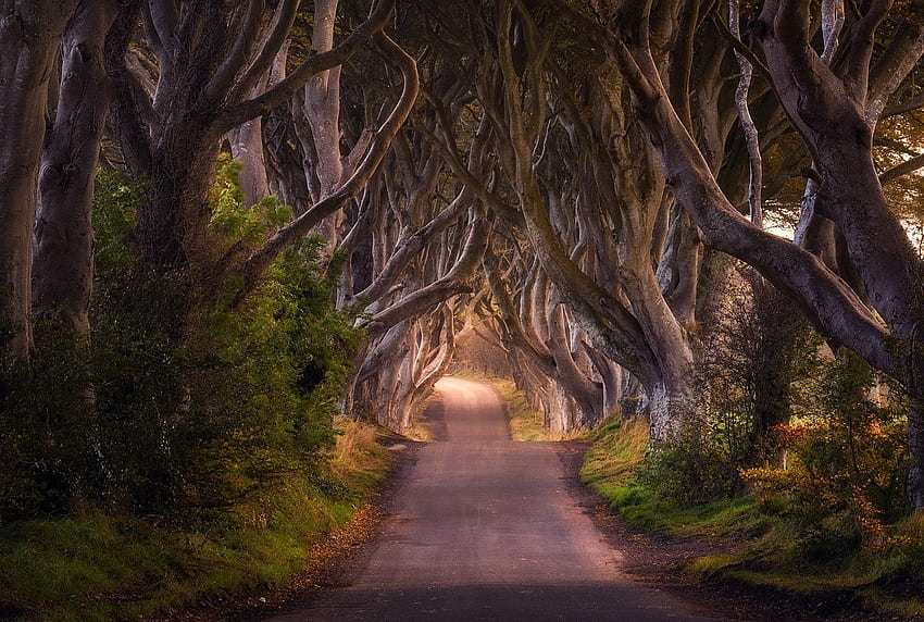 Straßen von Irland, Linie, Irland, Straßen, Grafik, Baum HD-Hintergrundbild