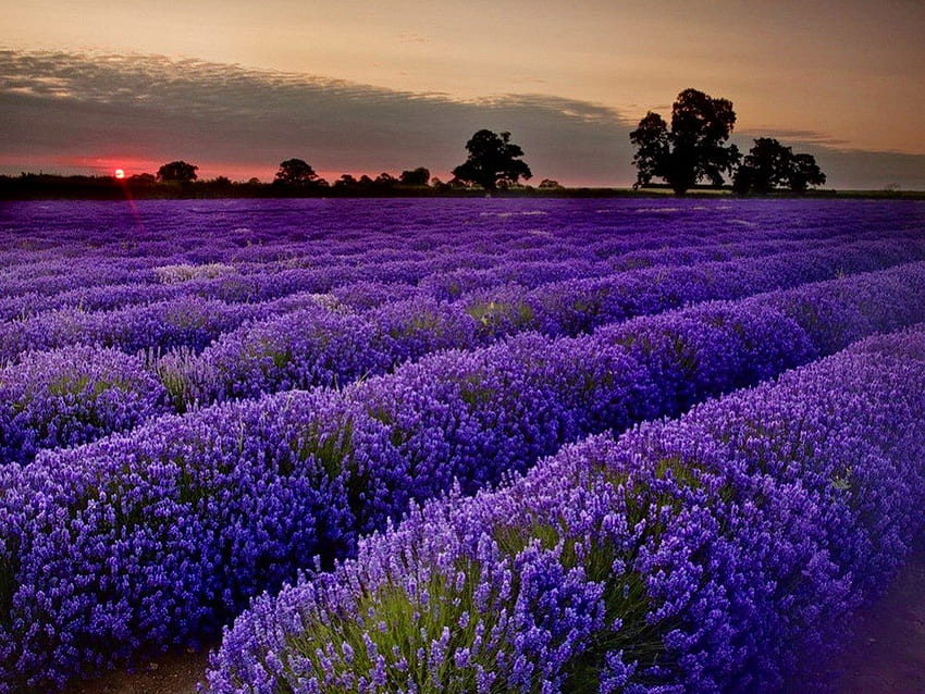 Lavender at sunset, colorful, sundown, meadow, beautiful, sunrise, nice, summer, purple, rows, pretty, field, lavender, nature, flowers, lovely, sunset HD wallpaper