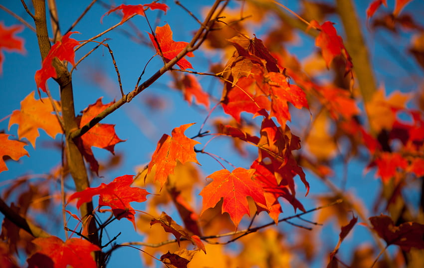 Nature, Autumn, Leaves, Blur, Smooth, Branches, Maple HD wallpaper