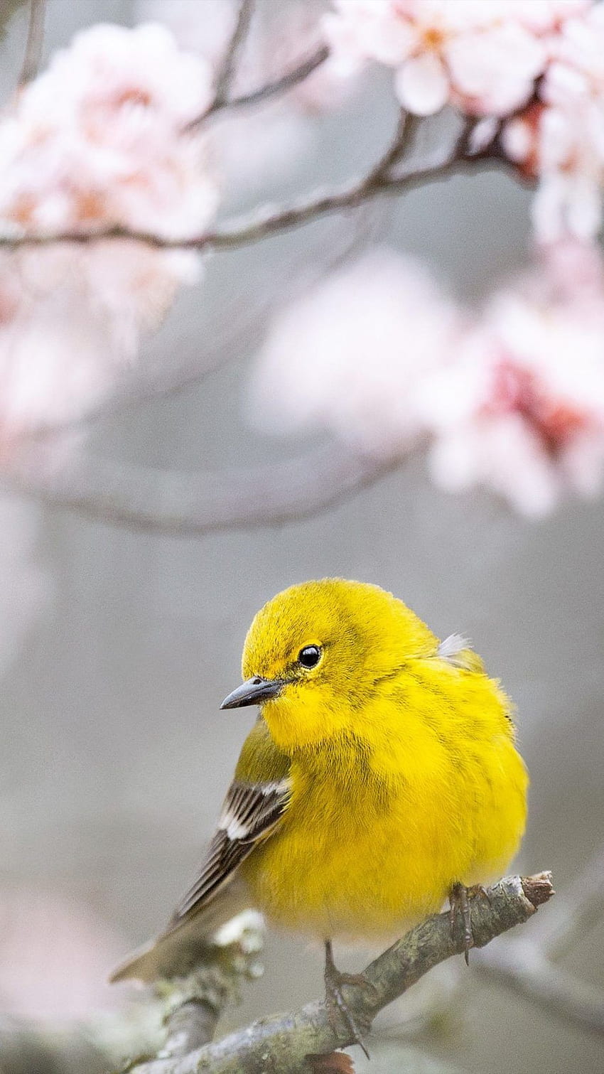 Pájaro amarillo de la curruca del pino. Pájaro, Pájaros, Dibujos de pájaros, Móvil de pájaros fondo de pantalla del teléfono