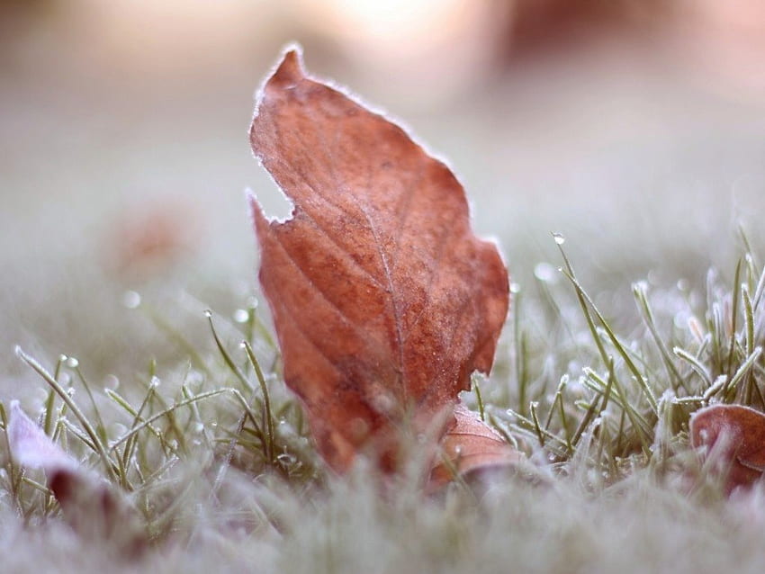 FROSTED LEAF ฤดูหนาว น้ำแข็ง หญ้า ทิวทัศน์ ชมพู ใบไม้ ฟิลด์ ใบไม้ วอลล์เปเปอร์ HD