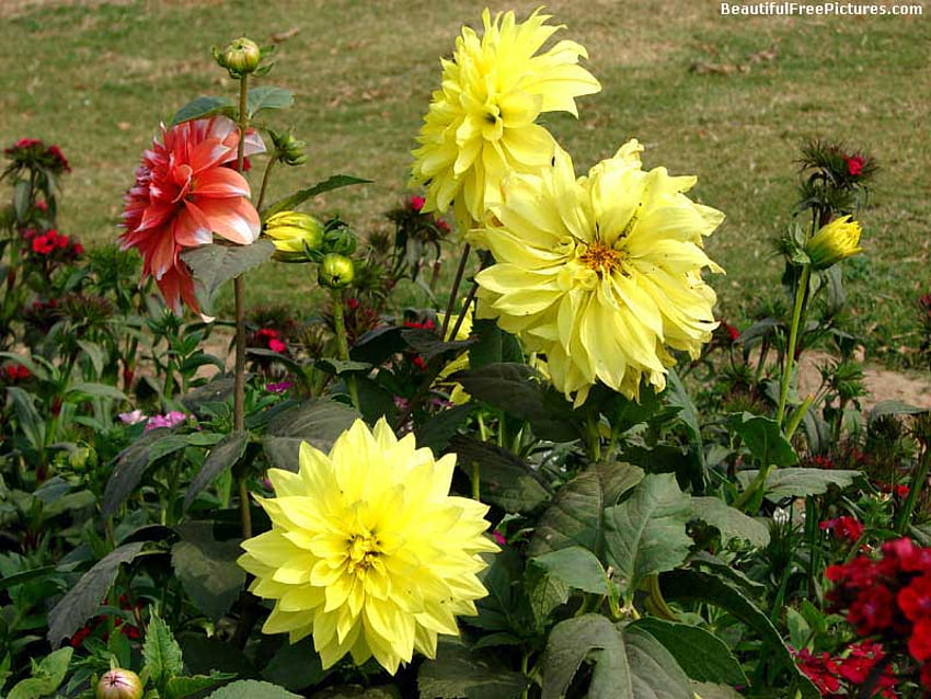 YELLOW GARDEN, garden, beautiful, dahlias, yellow HD wallpaper